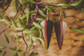 Wood & Resin Earrings Siri