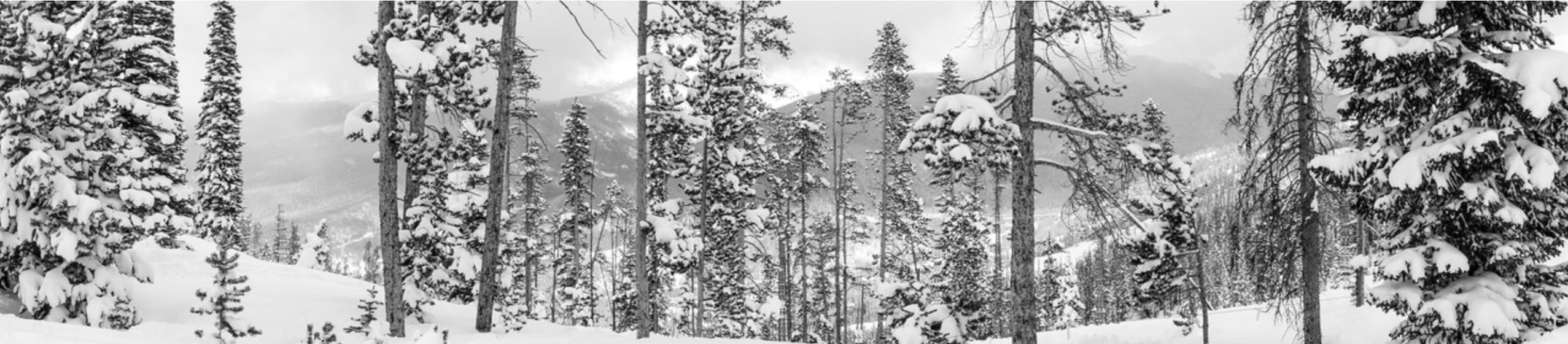 Kathleen Walsh Photography Black and White Trees in Snow - 6 Panel Canvas