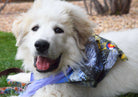 Walk-e-Woo Sport Bandana