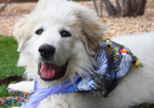 Sport Bandana